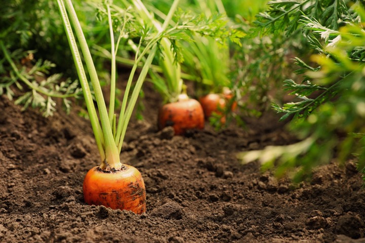 What Do Carrot Sprouts Look Like? — Learn to Identify Them — Bustling Nest