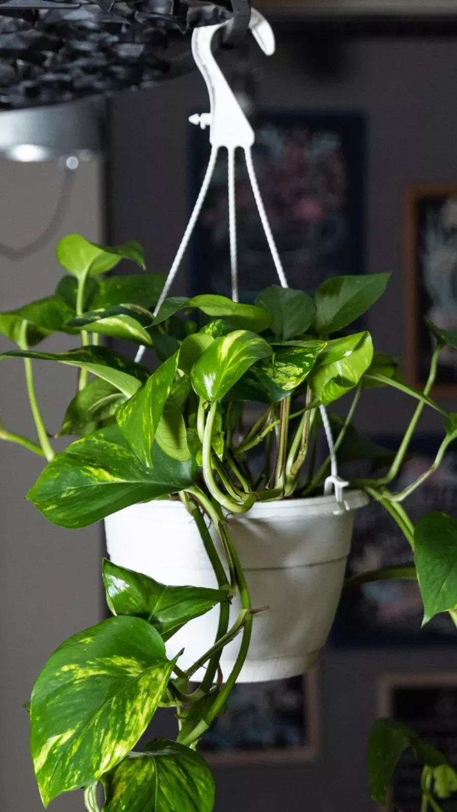 Pothos
