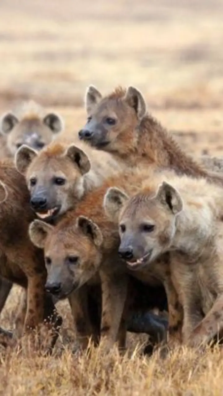 ​Large Packs of Hyenas
