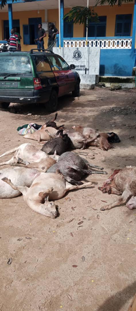 May be an image of animal and outdoors