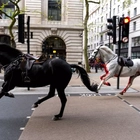 Soldier left injured and needing treatment as blood covered horses run loose through London