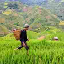 A farmer walks in the field with a basket on his back.