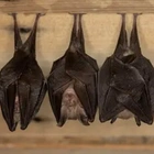 Bats have complex social lives, researchers say