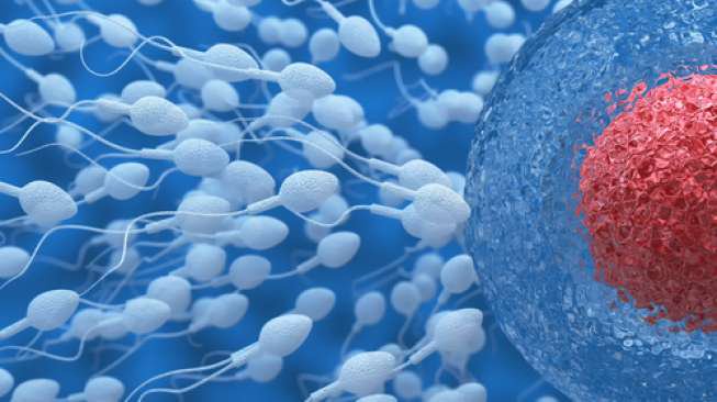 Ilustrasi sel-sel sperma dan sel telur (Shutterstock).