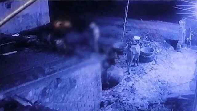 उत्तर प्रदेश में भैंस के साथ दुष्कर्म की घटना, CCTV में कैद