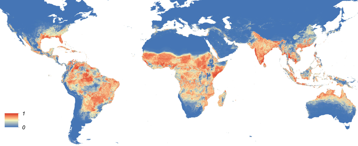 This map shows the distribution of the aedes aegypti mosquito that carries yellow fever. 