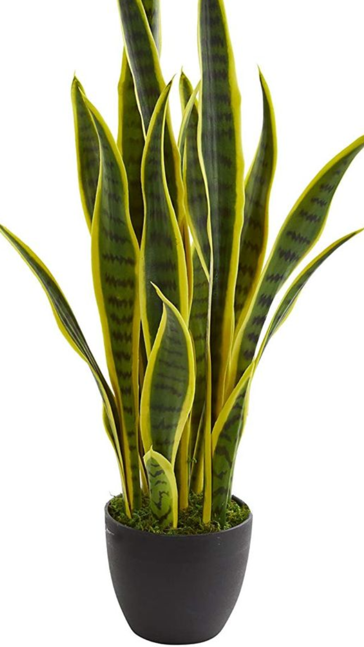​Snake Plant