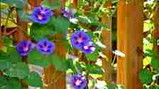 Blue morning glory flowers climbing a fence