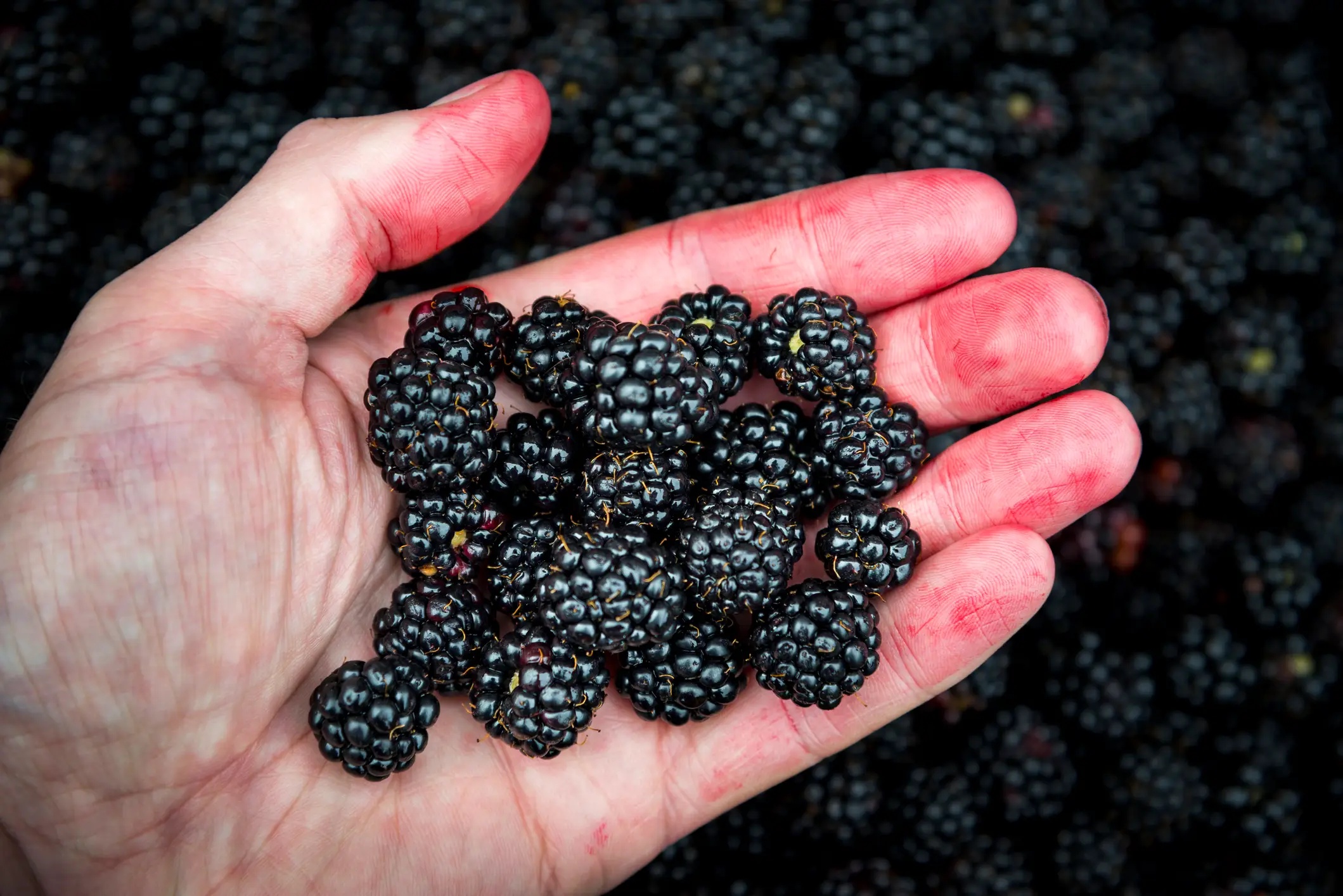Dark berries are widely considered a 'superfood' (Getty Stock Images)
