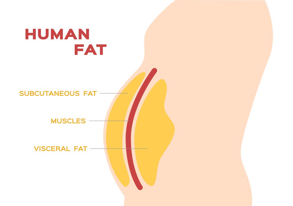 A diagram showing visceral fats in the body.