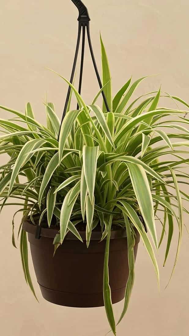 Spider Plant