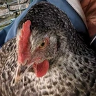 Hen lays her first-ever egg - what happened next beat odds of 1 in 25million