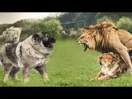 3 dangerous breed dogs that can kill a full grown lion in a death