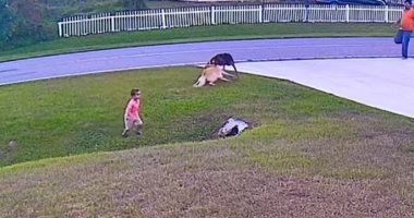 شجار الكلبين 