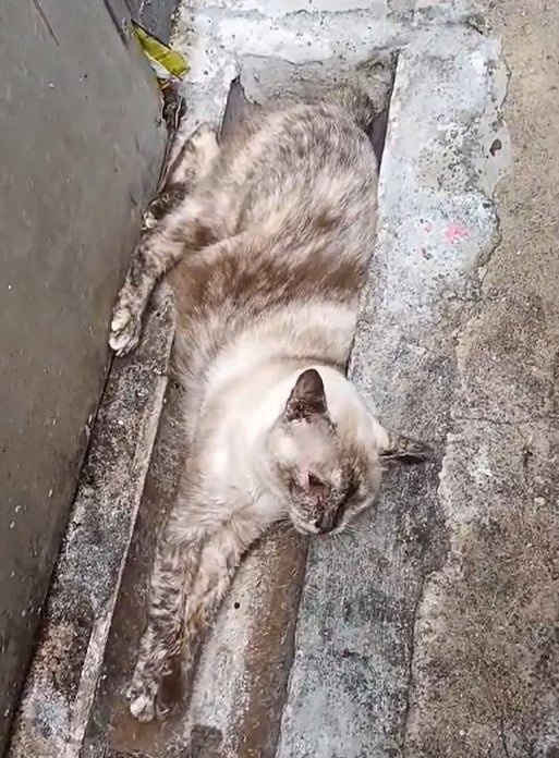 e826a7a3b2b125943c452a585d6a981a