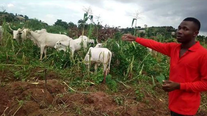 These Pictures Of Fulani Herdsmen Destroying Crops Will Make You Understand Why Sunday Igboho Is Angry