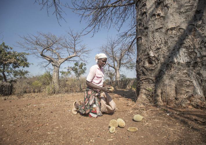 Discover the Ancient African 'Superfood' Baobab Transforming Lives