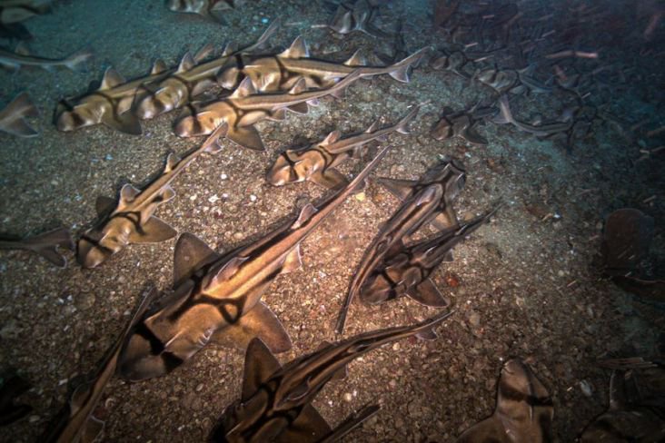 Misterius, Ribuan Hiu...