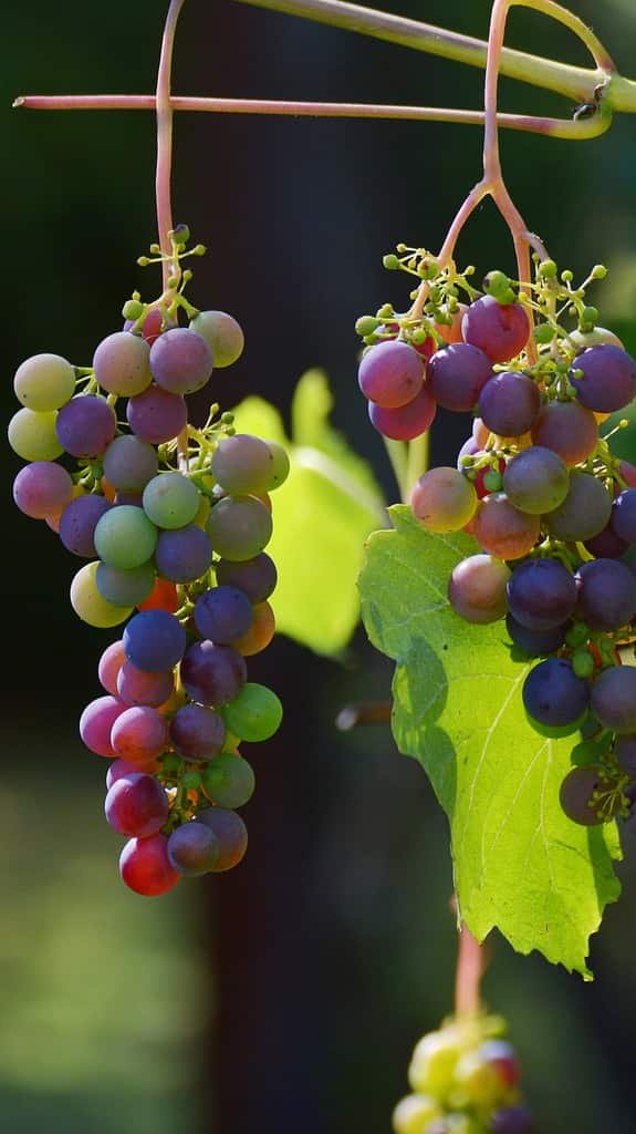 4. Grapes
