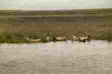 In Hamford Water Nature Reserve seals can be seen resting on the mudbanks - around 250 seals live in the Walton backwaters