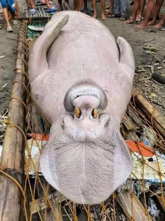 What Kind Creature This? Mysterious That Found Philippines (Photos)