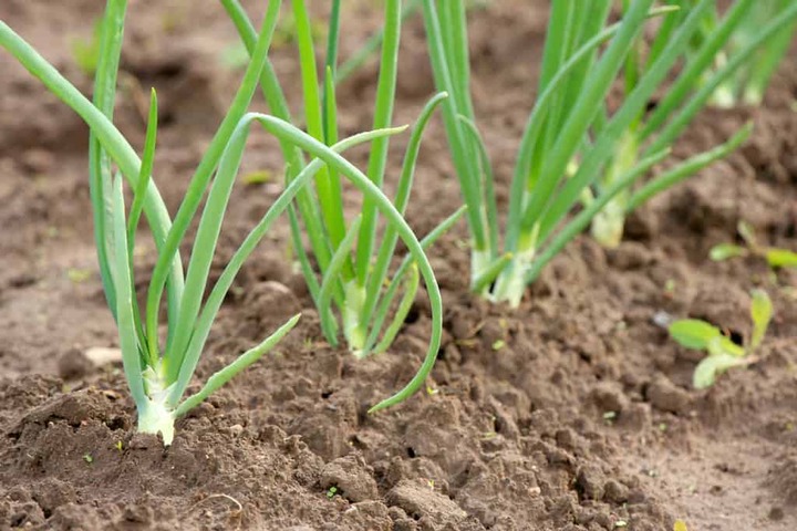 ONION FARMING SCHEDULE UTKARSH | Utkarsh Agrochem