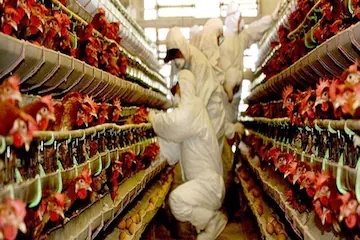 मुर्गी फार्म में एवियन फ्लू के ऐसे स्ट्रेन पाए गए हैं जो इंसानों में तेजी से ट्रांसफर होता है (इमेज- AFP)
