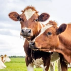US to test ground beef in states with dairy cows infected with bird flu. What to know.
