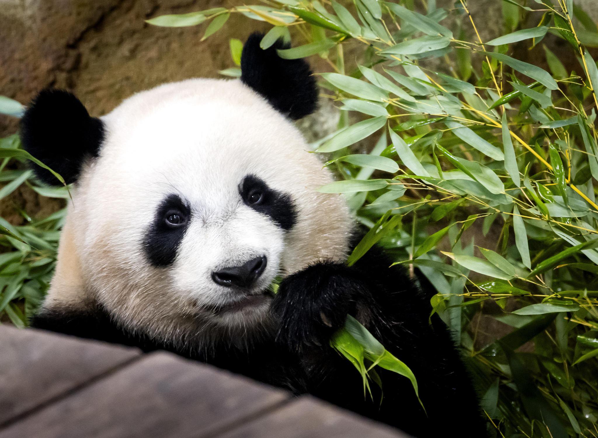 Panda cub Lang Yue eats in its enclosure at Ouwehands Zoo in Rhenen, Netherlands, Friday, Oct. 23, 2026. The panda, which was born at the zoo on July 12, 2024, will depart for China to participate in the panda breeding program.