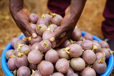 Passion Fruit Farming in Kenya: The Current State of Passion Fruit Industry SALES