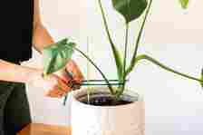 Monstera houseplant tied with stretchy nylon to bamboo stake