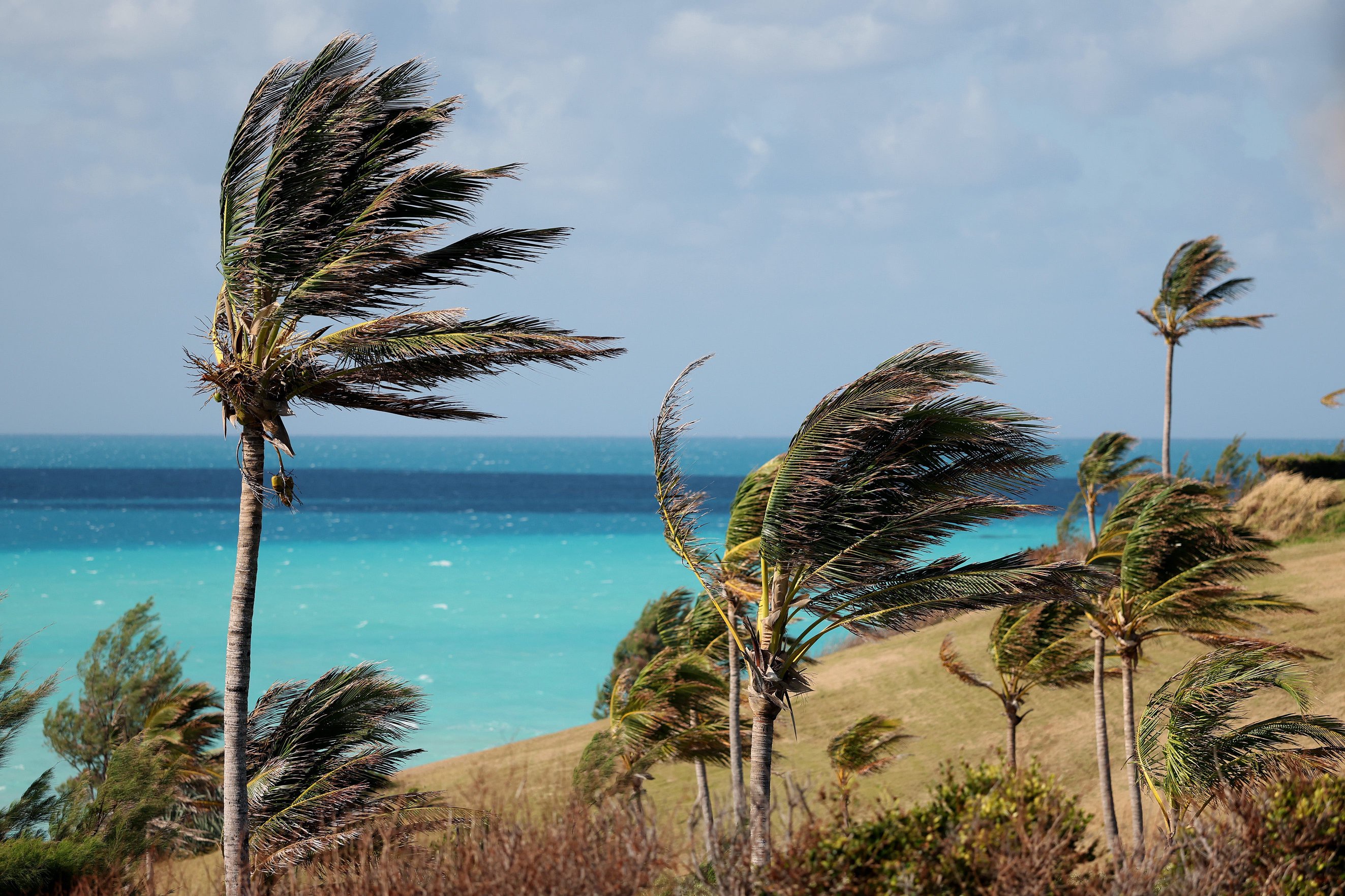 A general view of palm trees in the wind during the final round of the Butterfield Bermuda Championship 2025 at Port Royal Golf Course on November 16, 2025 in Southampton, Bermuda. 