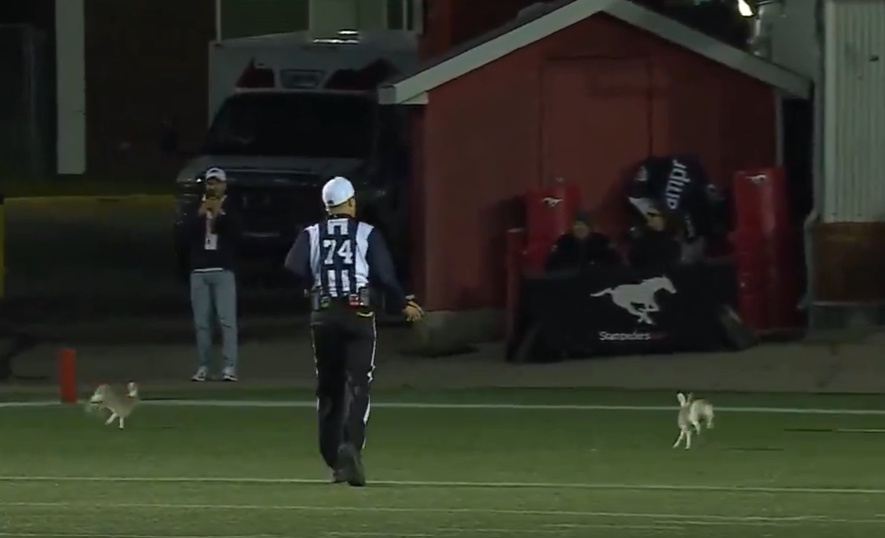 A football referee stands on the field as a rabbit hops past.