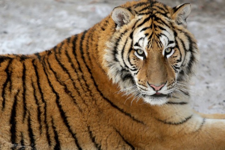 An unidentified man was mauled to death by four tigers inside the big cat exhibit at Pakistan's Sherbagh Zoo.  His body was discovered on Wednesday when team members, while carrying out their routine cleaning, noticed a shoe inside the tiger's mouth.  File photo by Stephen Shaver/UPI