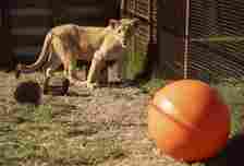 South Africa Rescued Lion Cub