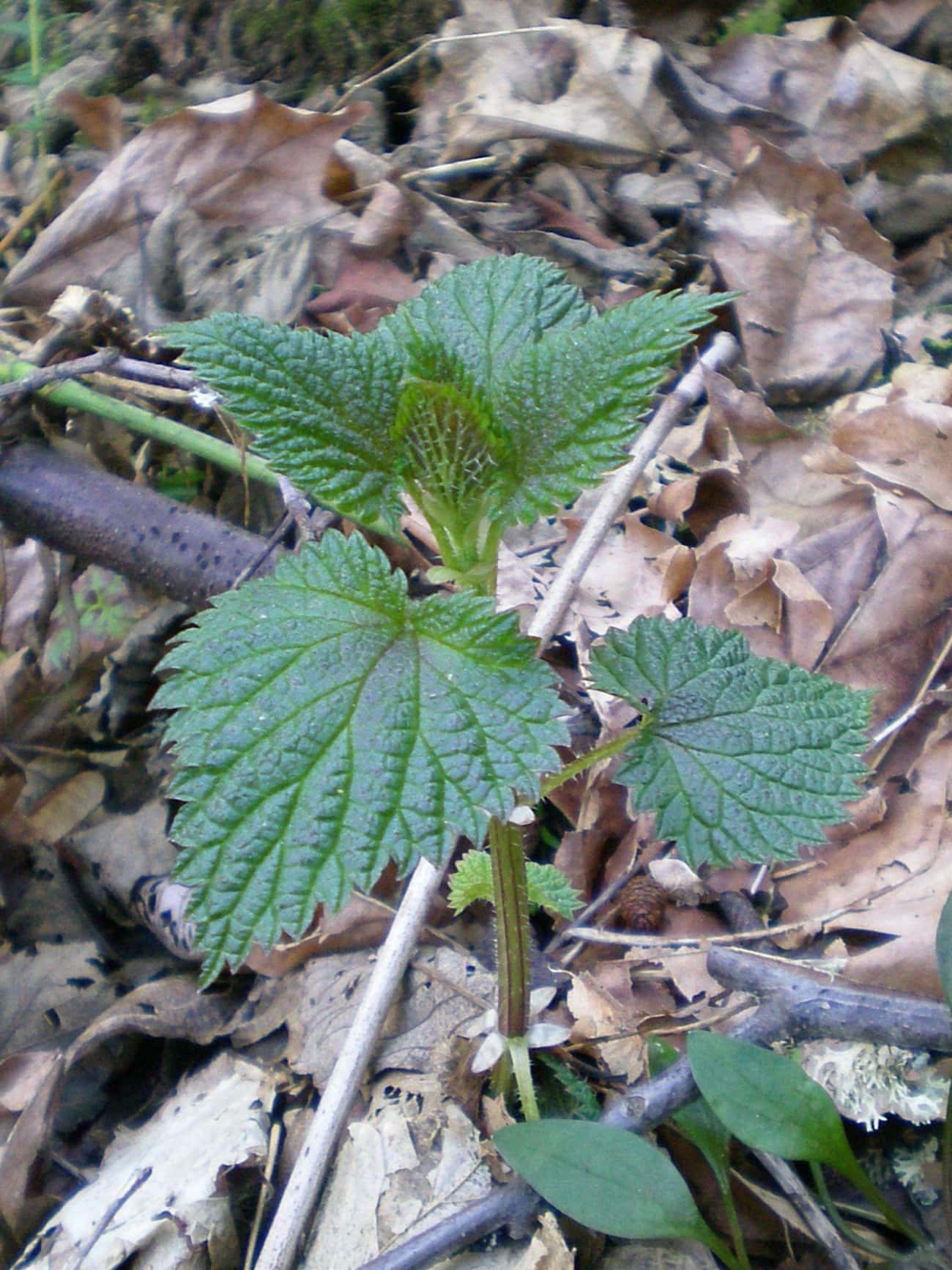 Most Stinging Nettles Eaten in One Minute