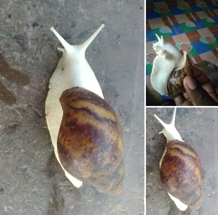 First Time Life Seeing White Snail (See Photos)