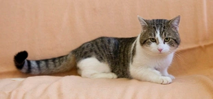 Larry the Cat, the United Kingdom's 'chief mouser,' outlasts five prime ministers