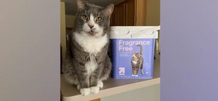 10-year-old rescue cat becomes a model for Target