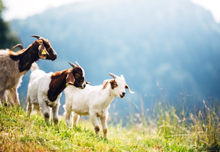 Is Goat Milk Soap Good For Eczema? 5 Tips for 2018 | Hope's Relief