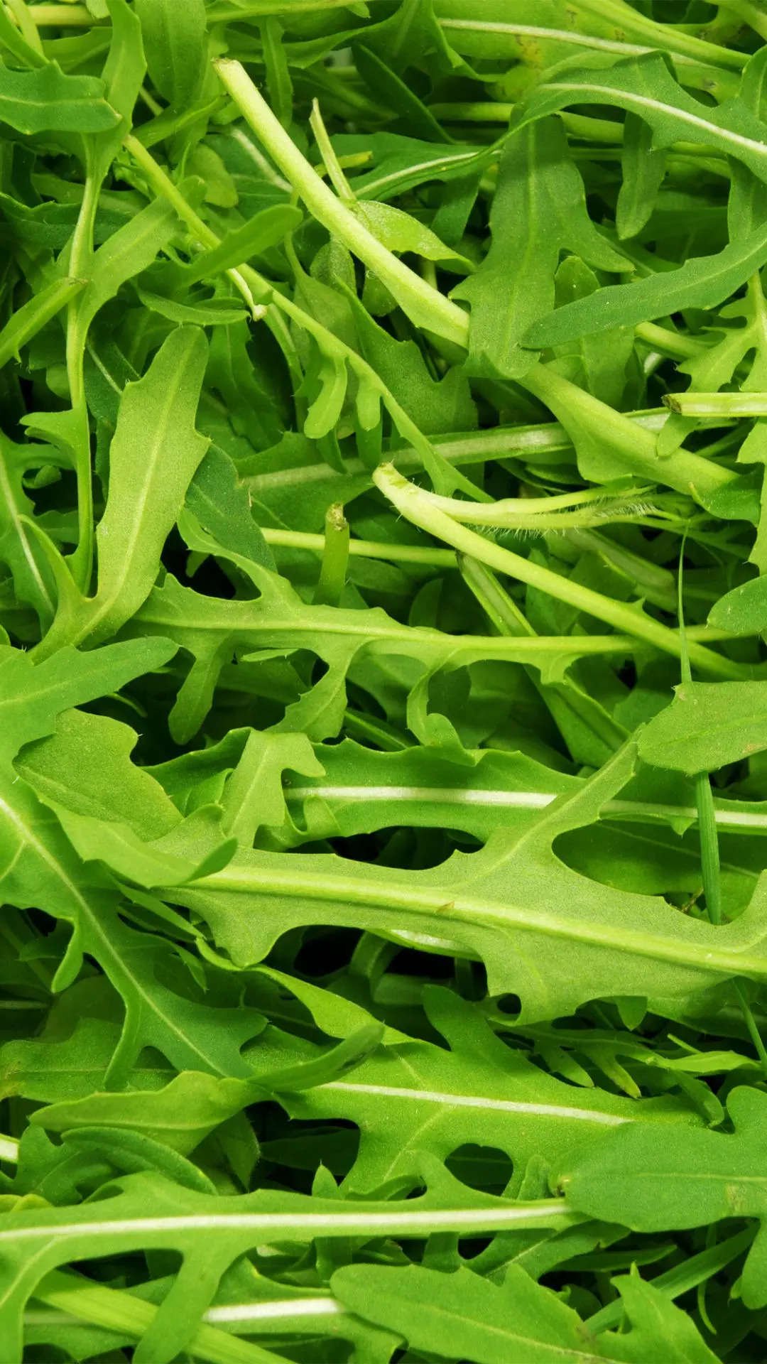 ​Arugula