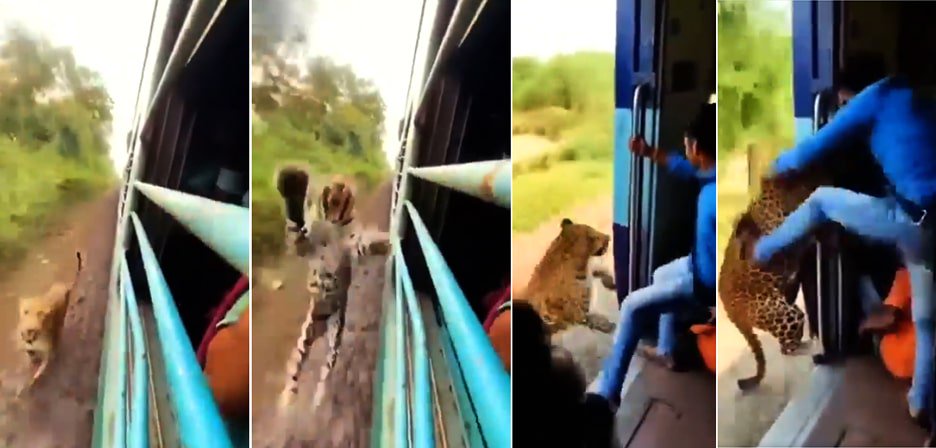 Leopard "attacks" moving train: Attempts to drag young man down from the door!