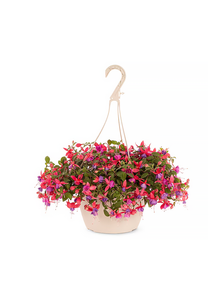 Multicolor Fuchsia Hanging Basket in tan color way on white background