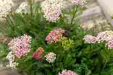 Yarrow plant with small pink and white flowers