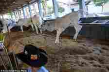 A Zebu cow leaps into the air inside a stable at the ExpoZebu fair in Uberaba, Minas Gerais state, Saturday, April 27, 2024. In Brazil, 80% of the cows are Zebus, a subspecies originating in India with a distinctive hump and dewlap, or folds of draping neck skin. (AP Photo/Silvia Izquierdo)