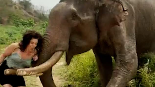 The young woman smiles dreamily at the animal as she dangles the fruit in front of her, but he clearly sees through the ruse, swinging his trunk and tusks in a horrifying act of aggression, hurtling her backwards