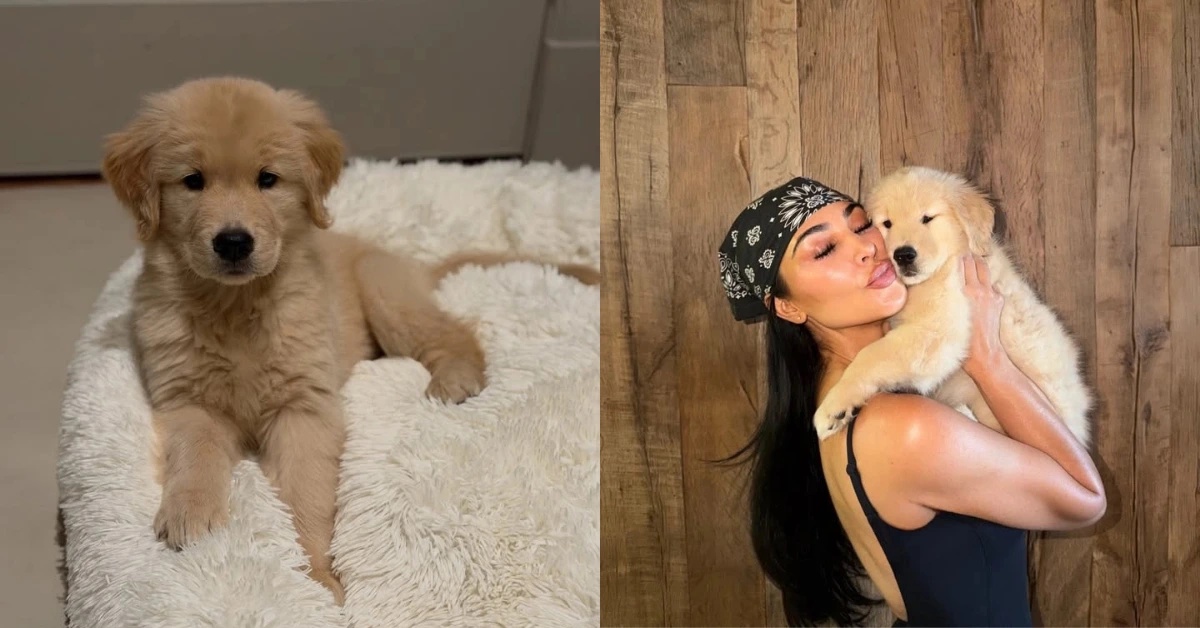 Montagem mostra Halo, filhote de golden retriever, deitado em uma cama branca e Kim Kardashian segurando a cachorrinha no colo