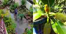 How To Grow Jackfruit Trees at Home? Gardener Shares Step-By-Step Guide