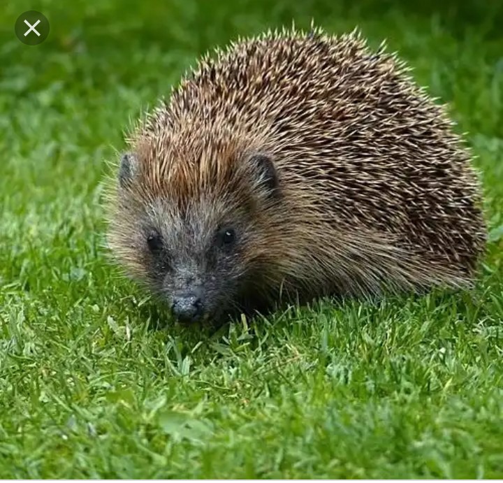 Animal