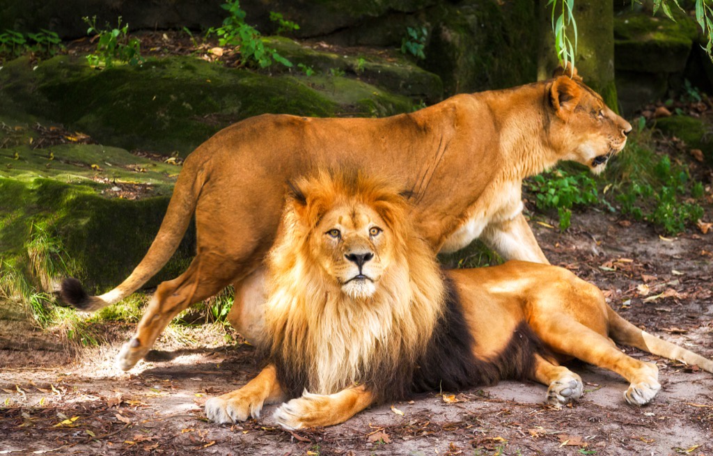 Female and male lion - deadliest animals